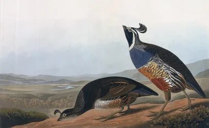 Californian Partridge, teoksesta "Birds of America", kaiverrus Robert Havell (1793-1878) 1838