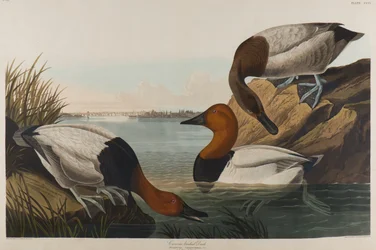 Kanvasselkäinen ankka, 1836 (wc paperilla)