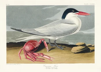 Cayenne-tiira teoksesta Birds of America (1827)