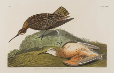 Esquimaux Curlew, 1834 (wc paperilla)
