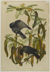 Fish Crow, paina Julien Bien ja julkaisi Roe Lockwood & Son, 1861 (kromolitografia)