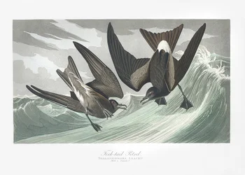Haarapyrstöinen ulappakeiju teoksesta Birds of America (1827)