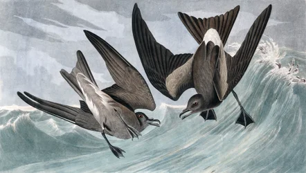 Fork Tailed Petrel, Thalassidroma Leachii, John J. Audubonin "The Birds of America" -julkaisusta, pub. 1827-38