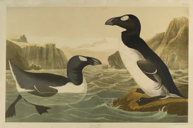 Great Auk, paina Julien Bien ja julkaisi Roe Lockwood & Son, 1861 (kromolitografia)