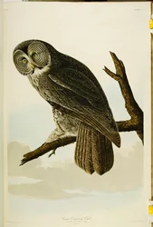 Great Cinereous Owl, elokuvasta "The Birds of America"