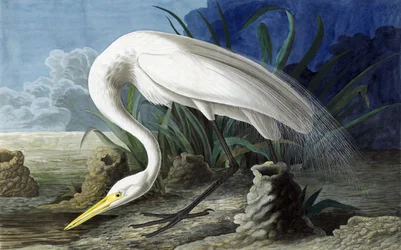 Isohaikara, Casmerodius Albus, John J. Audubonin "The Birds of America" -julkaisusta, pub. 1827-38