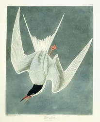 Great Turn, mies, Spring Plumage, 1836