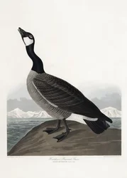 Hutchinsin merihanhi teoksesta *Birds of America* (1827)
