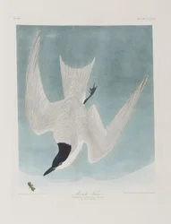 Kuvitus elokuvasta "Birds of America"