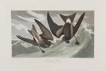 Kuvitus elokuvasta "Birds of America"