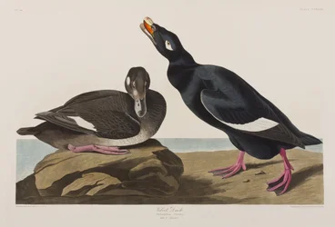 Kuvitus elokuvasta "Birds of America"
