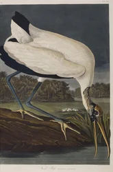 Kuvitus elokuvasta "Birds of America"