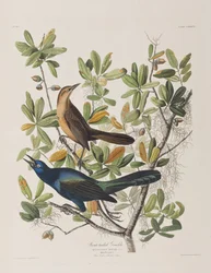 Kuvitus elokuvasta "Birds of America"