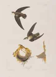 Kuvitus elokuvasta "Birds of America"
