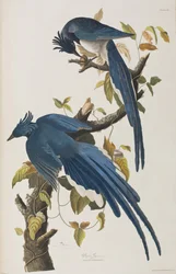 Kuvitus elokuvasta "Birds of America"
