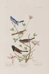 Kuvitus elokuvasta "Birds of America"