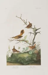 Kuvitus elokuvasta "Birds of America"