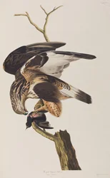 Kuvitus elokuvasta "Birds of America"