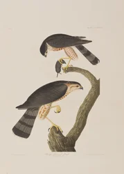 Kuvitus elokuvasta "Birds of America"