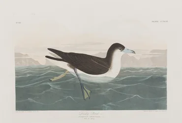 Kuvitus elokuvasta "Birds of America"