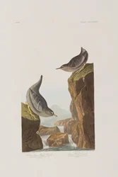 Kuvitus elokuvasta "Birds of America"