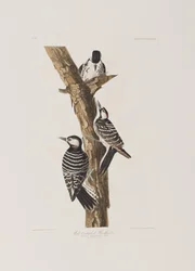 Kuvitus elokuvasta "Birds of America"