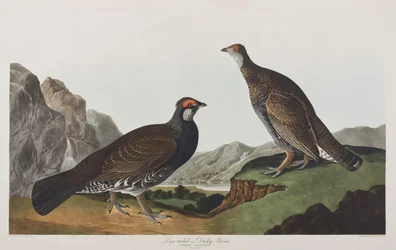 Kuvitus elokuvasta "Birds of America"