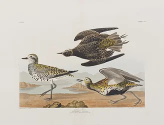 Kuvitus elokuvasta "Birds of America"