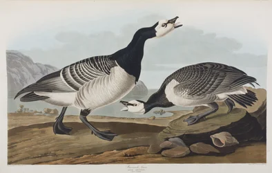 Kuvitus elokuvasta "Birds of America"