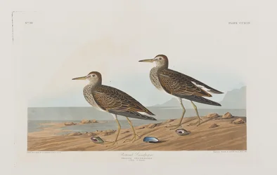 Kuvitus elokuvasta "Birds of America"
