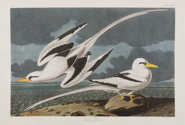 Kuvitus elokuvasta "Birds of America"