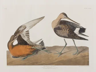 Kuvitus elokuvasta "Birds of America"