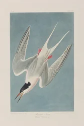 Kuvitus elokuvasta "Birds of America"