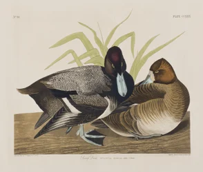 Kuvitus elokuvasta "Birds of America"