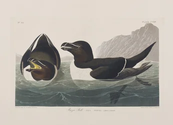 Kuvitus elokuvasta "Birds of America"