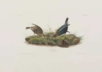 Kuvitus elokuvasta "Birds of America"
