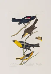 Kuvitus elokuvasta "Birds of America"