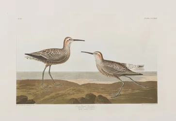 Kuvitus elokuvasta "Birds of America"