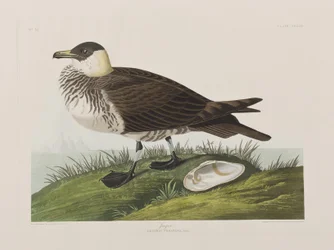 Kuvitus elokuvasta "Birds of America"