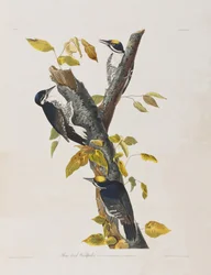 Kuvitus elokuvasta "Birds of America"