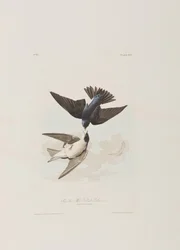 Kuvitus elokuvasta "Birds of America"