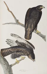 Kuvitus elokuvasta "Birds of America"