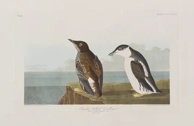 Kuvitus elokuvasta "Birds of America"