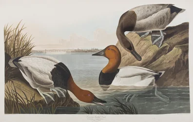 Kuvitus elokuvasta "Birds of America"