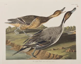 Kuvitus elokuvasta "Birds of America"