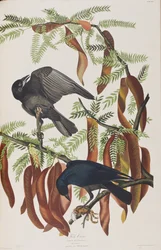 Kuvitus elokuvasta "Birds of America"