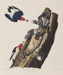 Kuvitus elokuvasta "Birds of America"