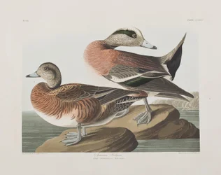 Kuvitus elokuvasta "Birds of America"