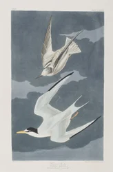 Kuvitus elokuvasta "Birds of America"