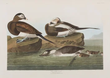 Kuvitus elokuvasta "Birds of America"